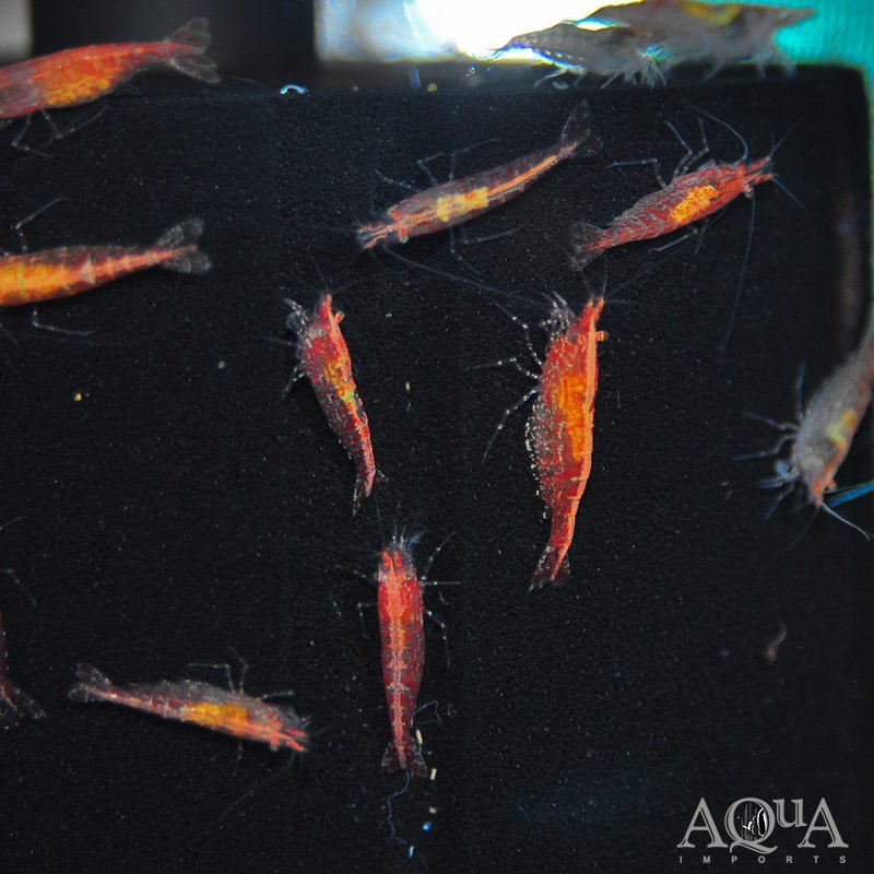 Red Cherry Shrimp (Neocaridina davidi)