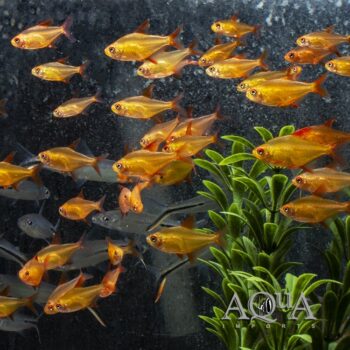 Mato Grosso Red Cherry Tetra (Hyphessobrycon sp. MZUEL 17771)