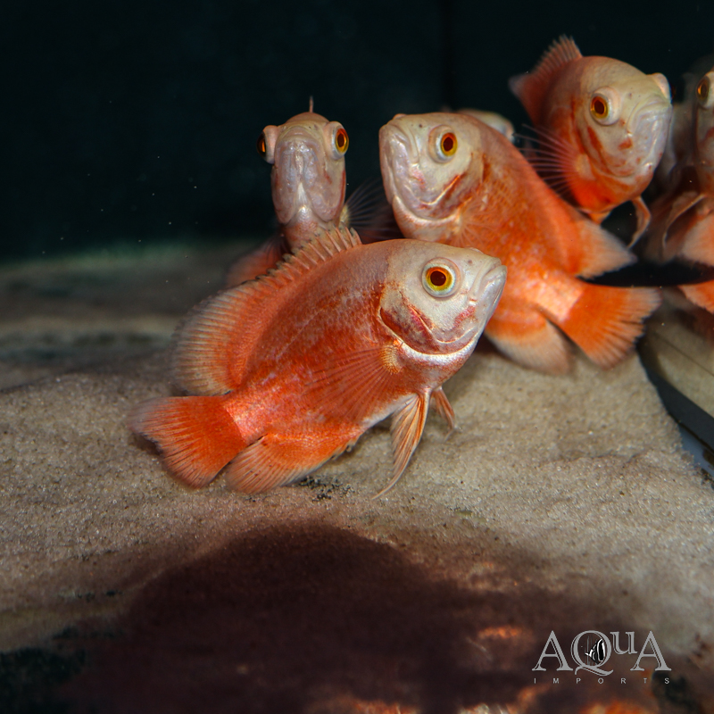 Red Chili Oscar (Astronotus ocellatus)