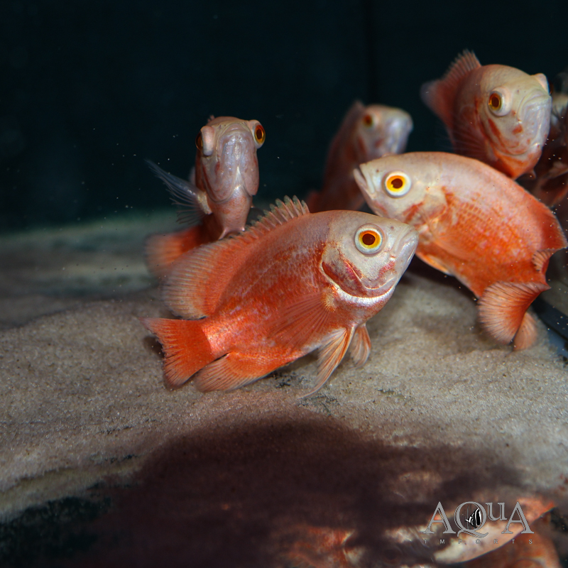 Red Chili Oscar (Astronotus ocellatus) - Image 2