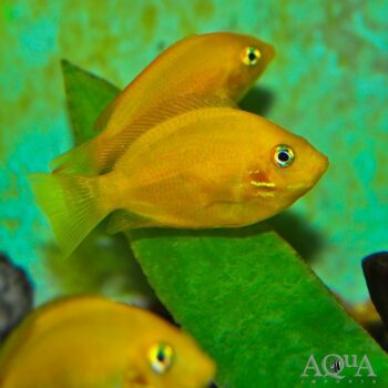 Orange Chromide (Etroplus maculatus)