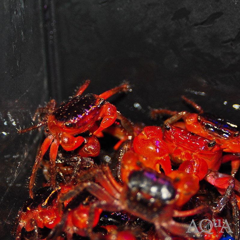Red Claw Crab (Perisesarma bidens)