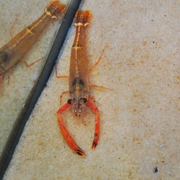 Red Claw River Shrimp (Macrobrachium assamense 'Red Claw')