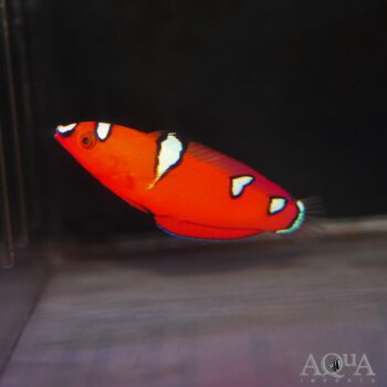 Red Coris Wrasse (Coris gaimard)