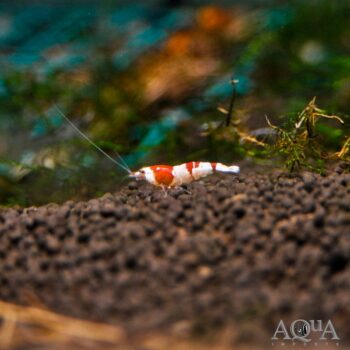 Crystal Red Shrimp (Caridina cf. cantonensis) Grade S