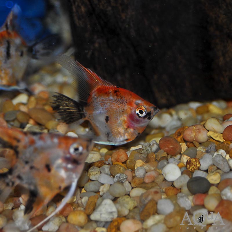 Red Devil Angelfish (Pterophyllum scalare)