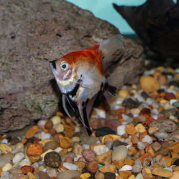 Red Devil Angelfish (Pterophyllum scalare)