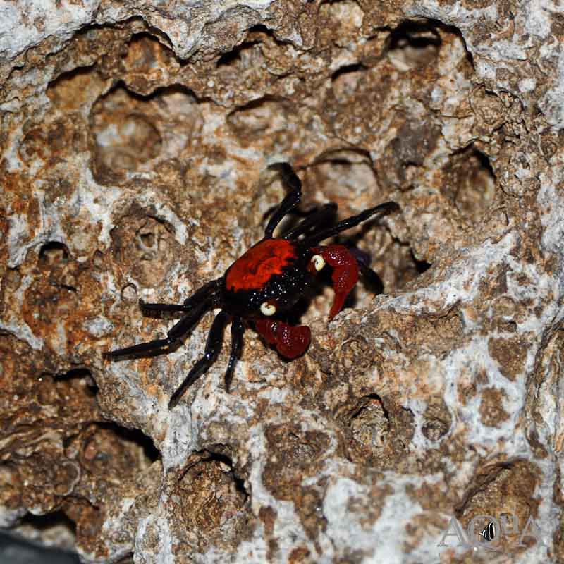 Red Devil Crab (Geosesarma sp.)