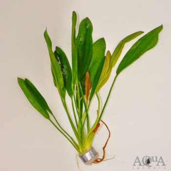 Red Diamond Sword (Echinodorus sp. Red Diamond)