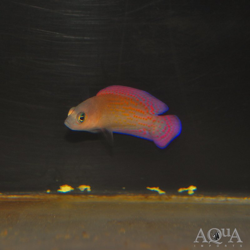 Red Dottyback