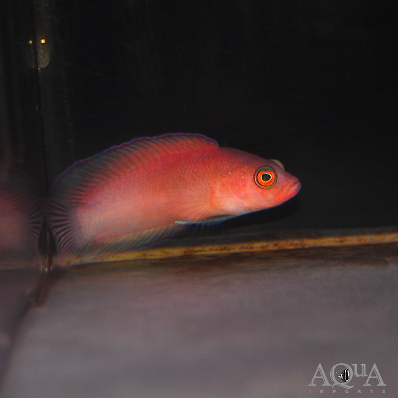 Red Dottyback