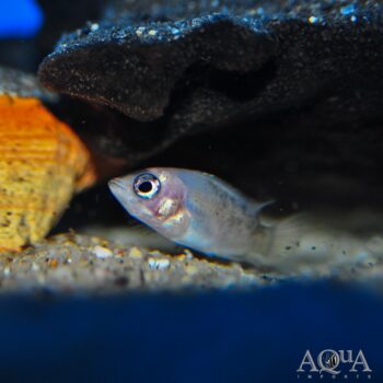 Red Dovii Cichlid (Parachromis dovii "red")
