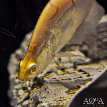 Red Eye Albino Clown Knifefish (Chitala ornata)