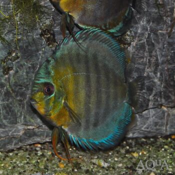 Red Eye Green Discus - Wild Rio Nanay (Symphisidon aequifasciatus)
