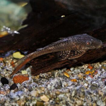 Red Eye Lyretail Pleco (Lasiancistrus heteracanthicus)