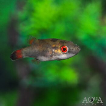 Red Eye Puffer (Carinotetraodon lorteti)