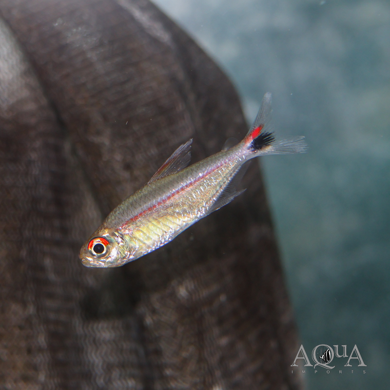 Red Eye Red Line Tetra (Hemigrammus rubrostriatus)