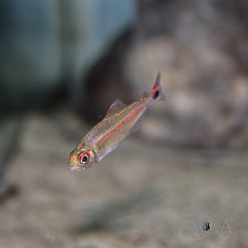 Red Eye Red Line Tetra (Hemigrammus rubrostriatus)