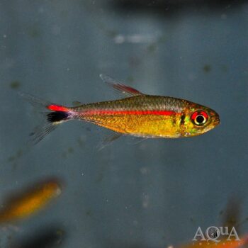 Red Eye Red Line Tetra (Hemigrammus rubrostriatus)