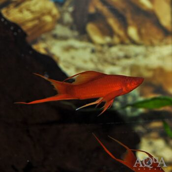 Assorted Swordtail (Xiphophorus helleri)