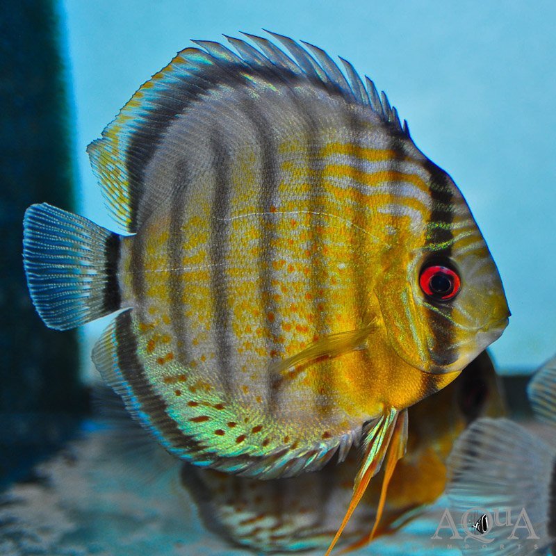 Red Eye Red Spot Green Discus (Symphysodon aequifasciatus)