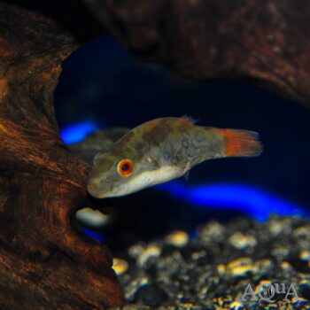 Red Eye Red Tailed Puffer (Carinotetraodon irrubesco)