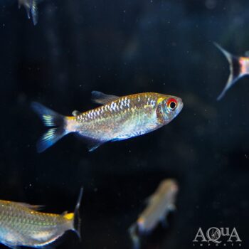 Red Eye Tetra (Moenkhausia sanctaefilomenae)