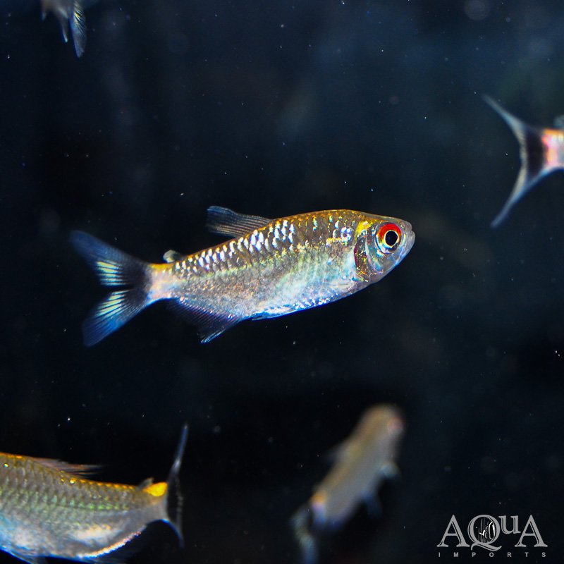 Red Eye Tetra (Moenkhausia sanctaefilomenae)