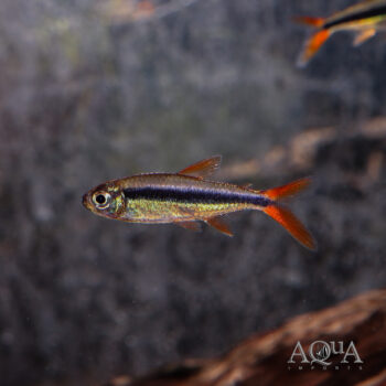 Red Fin Penguin Tetra (Thayeria sp. Red Fin Penguin)