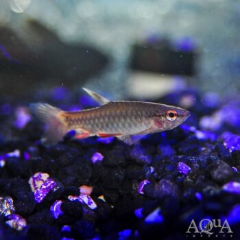 Red Fin Pyrrhulina (Pyrrhulina cf. brevis)