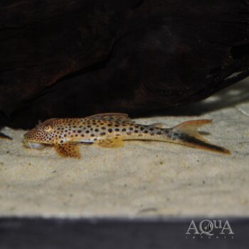 Red Fin Thresher Pleco (Squaliforma emarginata)