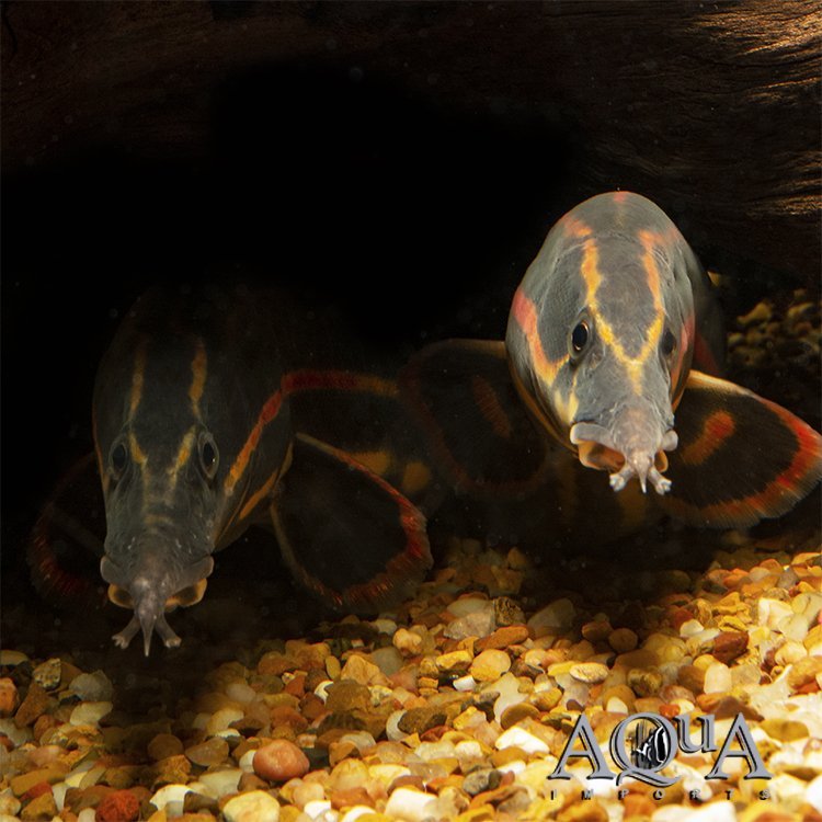Fire Eel (Mastacembelus erythrotaenia)