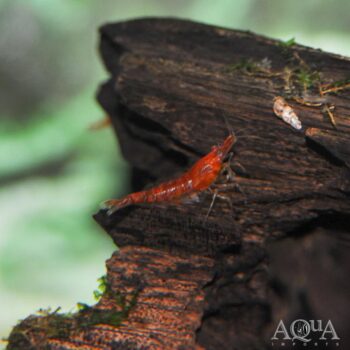 Red Fire Shrimp (Neocaridina davidi)