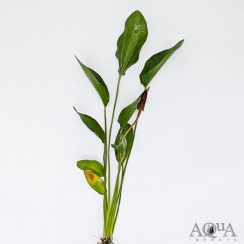 Red Flame Sword (Echinodorus sp. 'Red Flame')