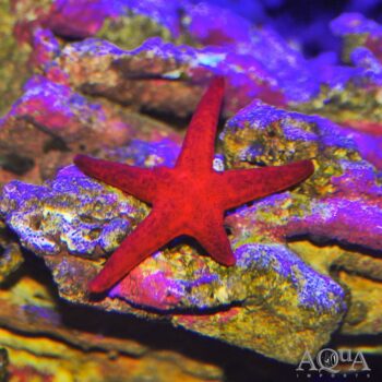 Red Fromia Starfish (Fromia milleporella)