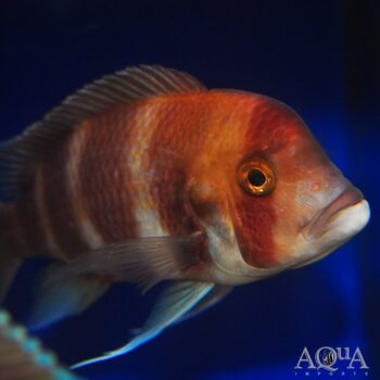 Red Frontosa (Cyphotilapia frontosa)