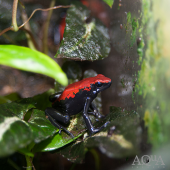 Red Galactonotus (Adelphobates Galactonotus)