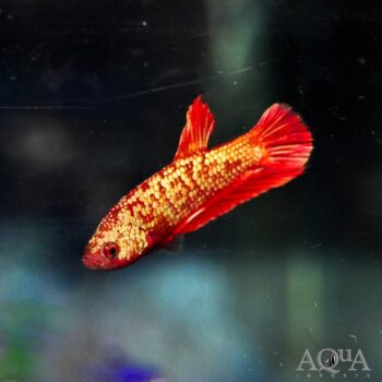 Red Galaxy Gold Plakat Betta