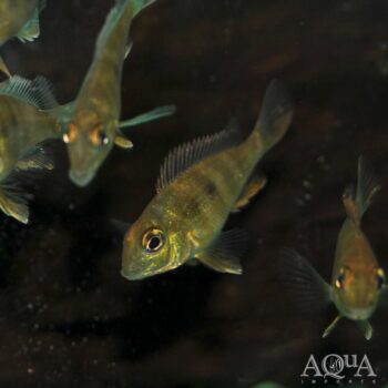 Red Head Tapajos Eartheater (Geophagus pyrocephalus)
