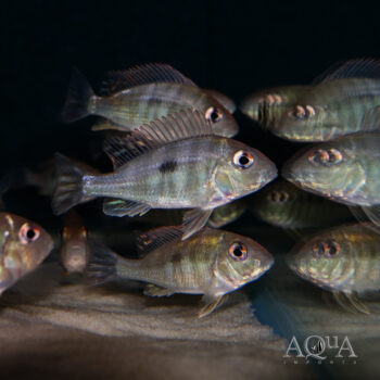 Red Head Tapajos Eartheater (Geophagus pyrocephalus)