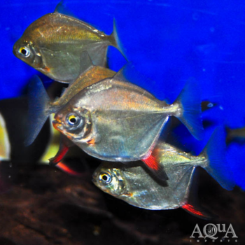 Red Hook Silver Dollar (Myloplus rubripinnis)