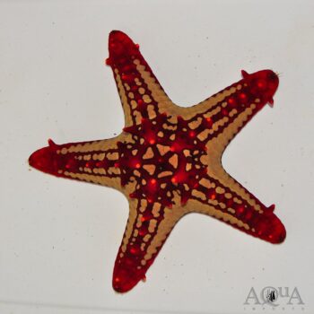 Red Knob Starfish (Protoreaster linckii)