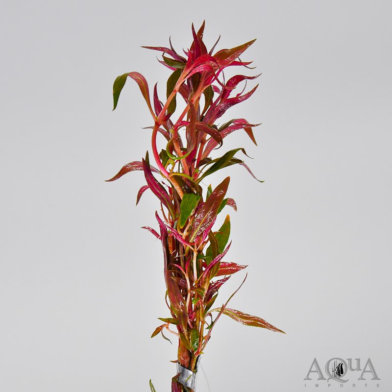 Red Leaf Telanthera (Alternanthera reineckii var 'roseafolia')