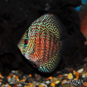 Blue Leopard Discus (Symphysodon discus)
