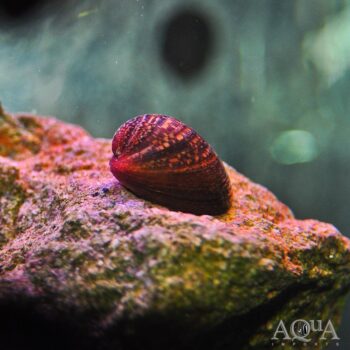 Red Lip Nerite Snail (Neritina violacea)