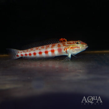 Red Lizard Blenny (Parapercis sp.)