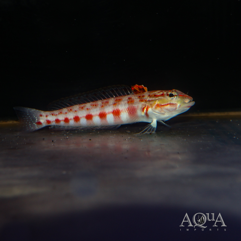 Red Lizard Blenny (Parapercis sp.)