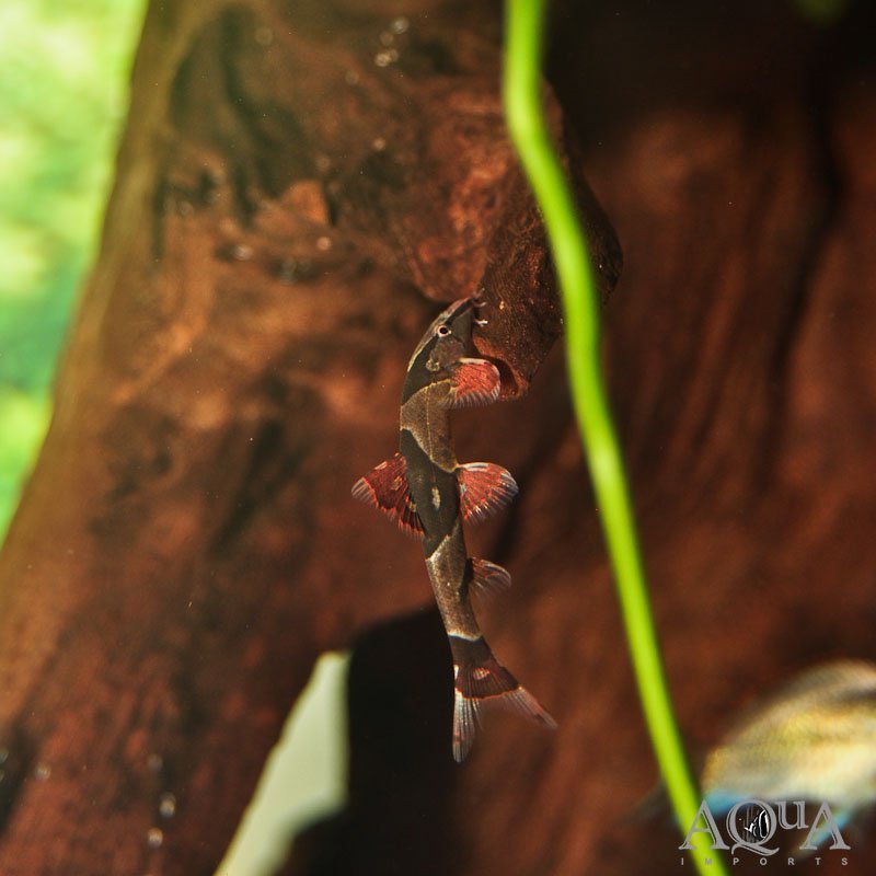 Red Lizard Loach (Homaloptera orthogoniata)