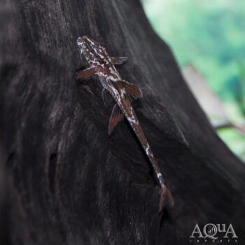 Red Lizard Whiptail Catfish (Rineloricaria sp. L010a)