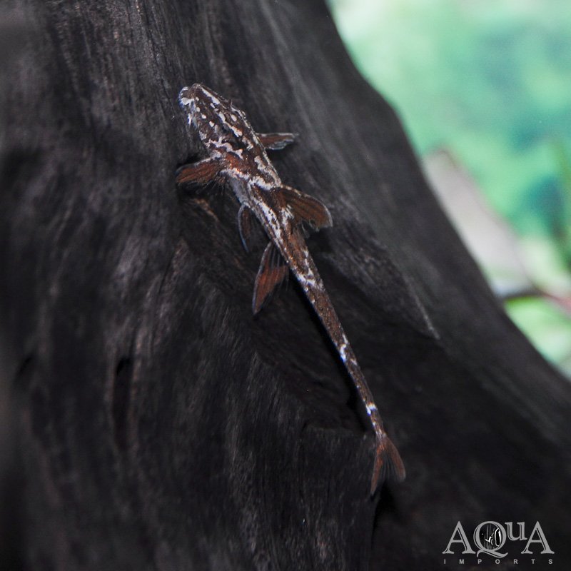 Red Lizard Whiptail Catfish (Rineloricaria sp. L010a)